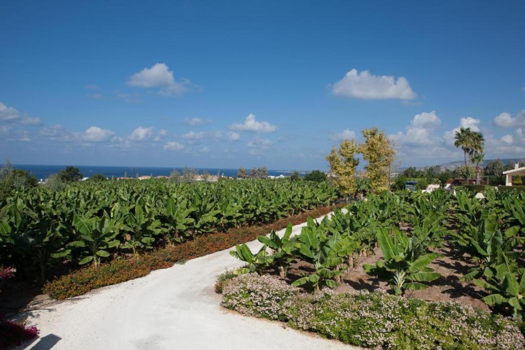 Banana Sunset Villas Paphos Buitenkant foto